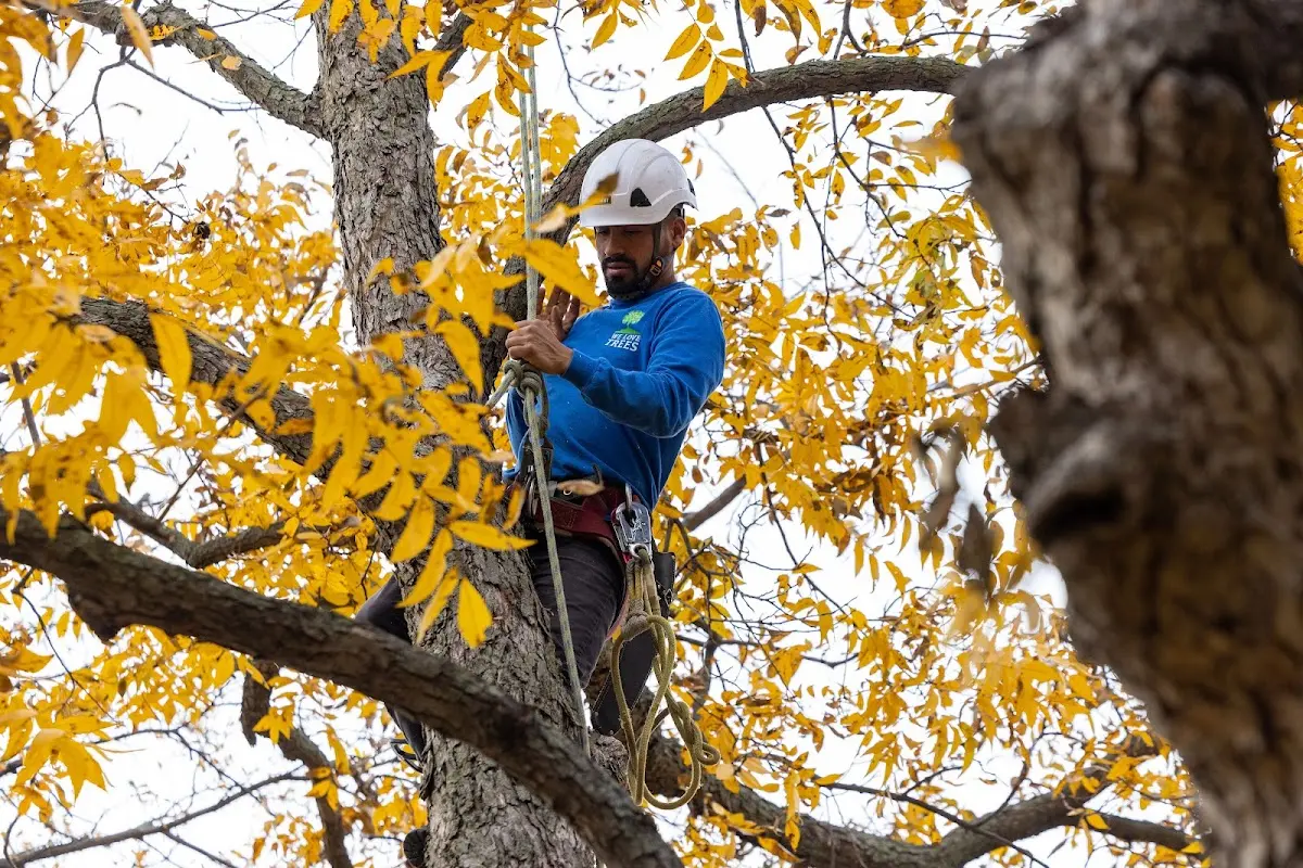 Skilled Tree Pruning crew working in Westdale